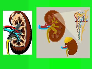 Kidney Anatomy