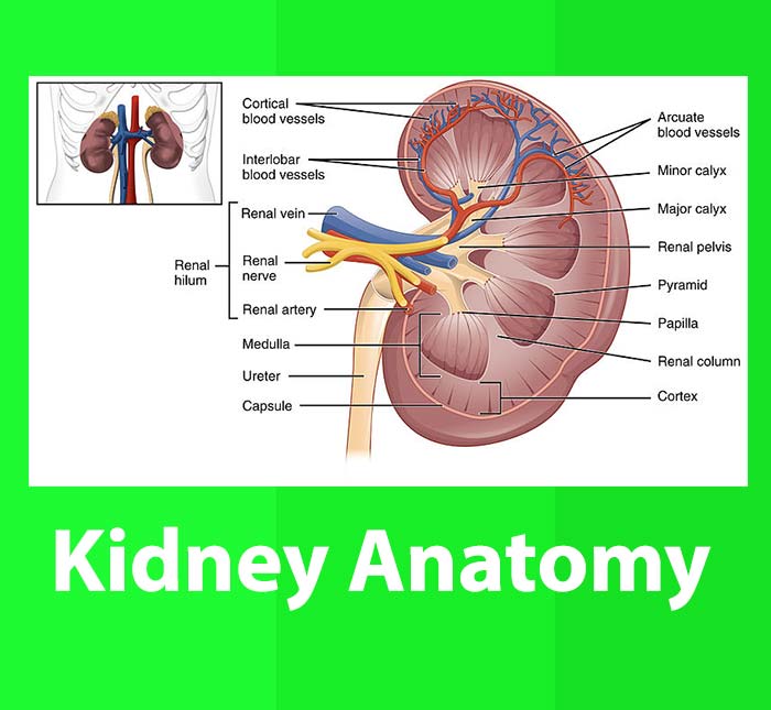 Kidney Anatomy - Types of Kidney Diseases - Medical Aids