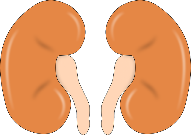 What is fullness and hydronephrosis of the kidney